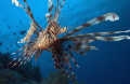 Lion Fish.. 